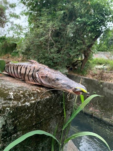 鴨嘴鯰魚|條紋鴨嘴鯰